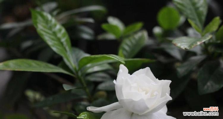 探秘栀子花的花语与象征意义 栀子花语的意义及代表的寓意