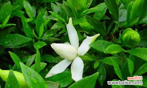 探秘栀子花的花语与象征意义 栀子花语的意义及代表的寓意