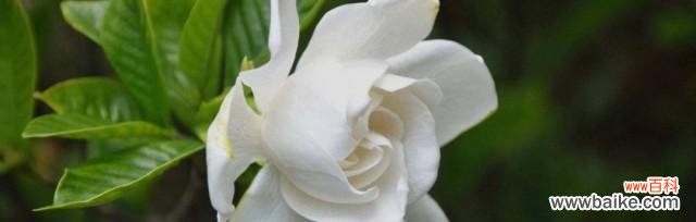 探秘栀子花的花语与象征意义 栀子花语的意义及代表的寓意