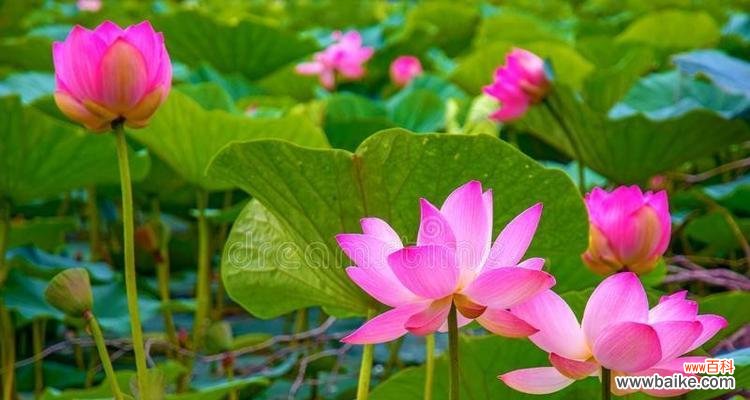 荷花在中华文化中的重要地位 荷花的意义与象征