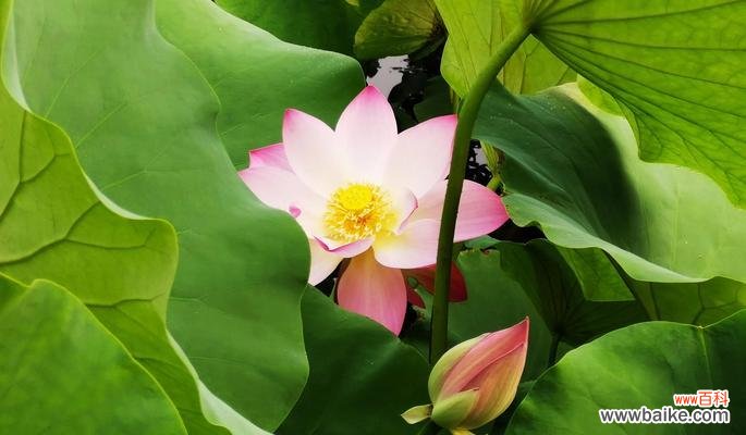 荷花在中华文化中的重要地位 荷花的意义与象征