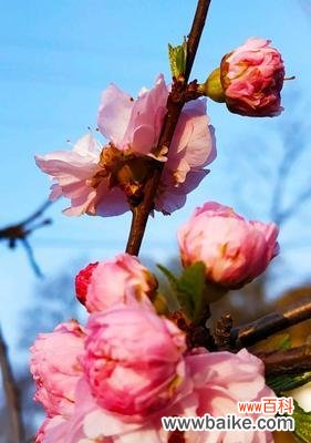 传递希望与永恒的榆叶梅 以榆叶梅的花语为主题的文章