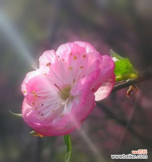 传递希望与永恒的榆叶梅 以榆叶梅的花语为主题的文章