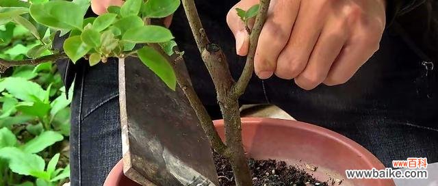 探究三角梅摘心的正确方式与效果 三角梅摘心的意义与方法