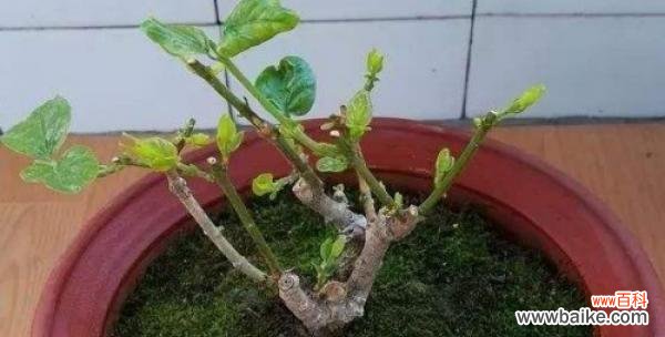 探究三角梅摘心的正确方式与效果 三角梅摘心的意义与方法