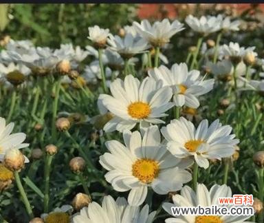 从自然中汲取女性力量 以象征女性的植物为主题的文章