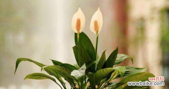 从自然中汲取女性力量 以象征女性的植物为主题的文章