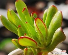 从自然中汲取女性力量 以象征女性的植物为主题的文章