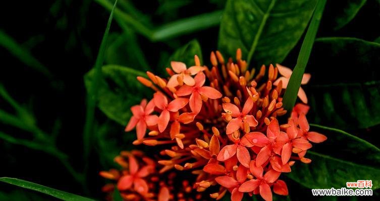 探寻龙船花的花语与寓意 龙船花