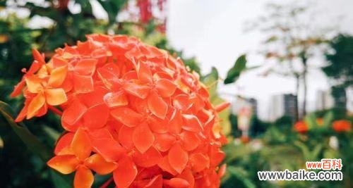 探寻龙船花的花语与寓意 龙船花