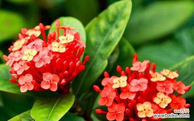 探寻龙船花的花语与寓意 龙船花