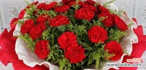 探寻康乃馨花的意义与寓意 康乃馨的象征意义及其美丽故事