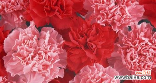 探寻康乃馨花的意义与寓意 康乃馨的象征意义及其美丽故事