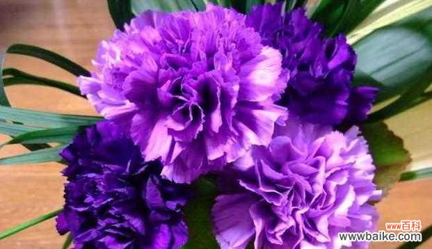 探寻康乃馨花的意义与寓意 康乃馨的象征意义及其美丽故事