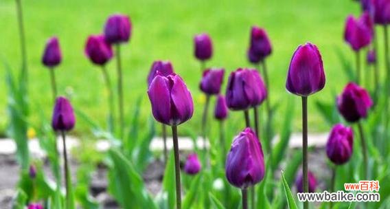 探寻郁金香花语的深刻含义 郁金香花语