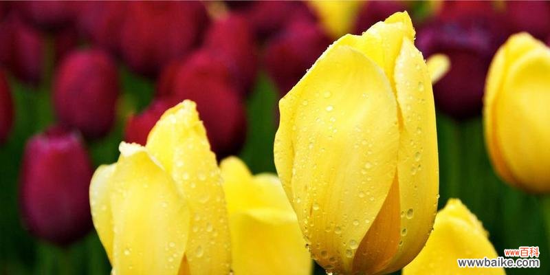 探寻郁金香花语的深刻含义 郁金香花语