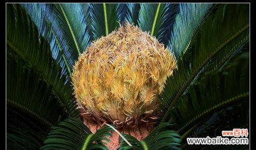 对生命与希望的思考与探索 以铁树不开花的含义及启示