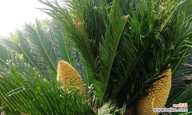 对生命与希望的思考与探索 以铁树不开花的含义及启示