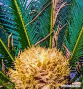 对生命与希望的思考与探索 以铁树不开花的含义及启示