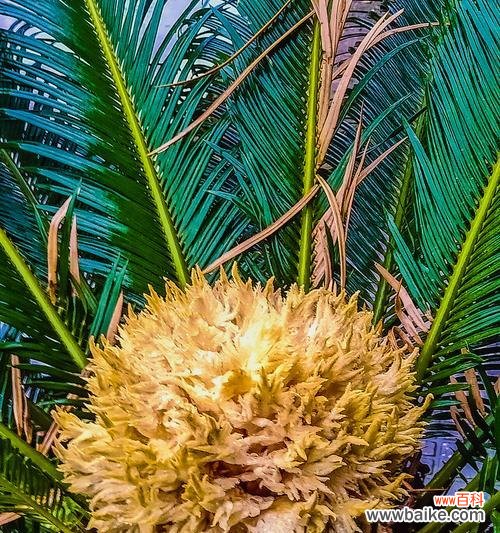 对生命与希望的思考与探索 以铁树不开花的含义及启示