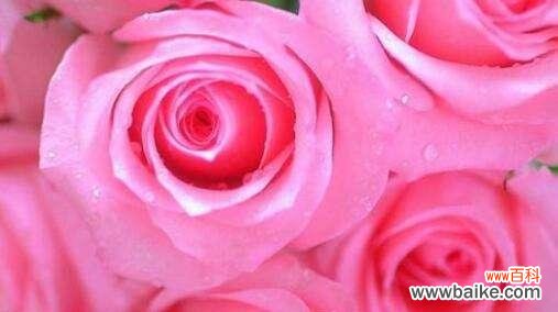 解读19朵玫瑰的含义与象征 19朵玫瑰花语的深意