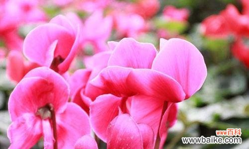 用花语传递情感的奇妙魅力 以仙客来的花语及含义