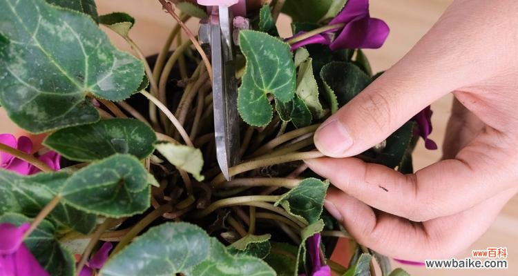 用花语传递情感的奇妙魅力 以仙客来的花语及含义