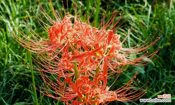 一朵花的深意 彼岸花