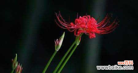 一朵花的深意 彼岸花