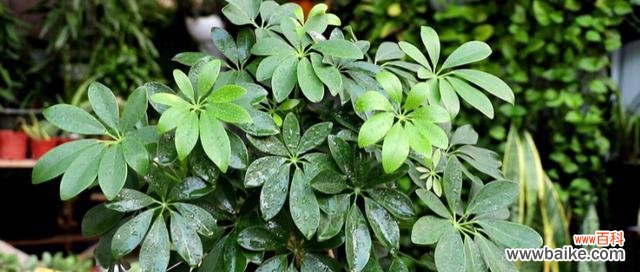 生命的延续与顽强 鸭掌木的寓意和象征意义——解读自然之美与生命之力