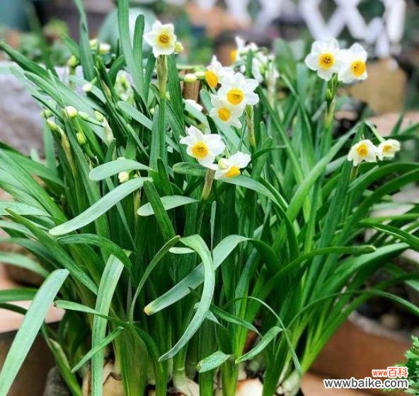 探索水仙花的文化内涵和象征意义 水仙花的寓意与象征