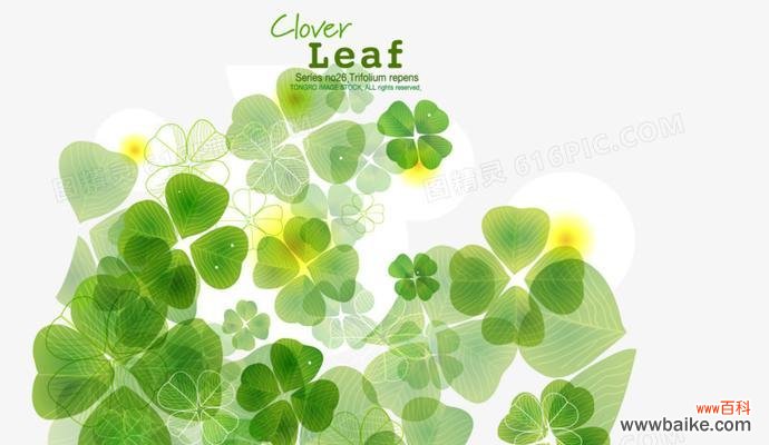 探索四叶草在爱情中的象征意义 四叶草的爱情寓意