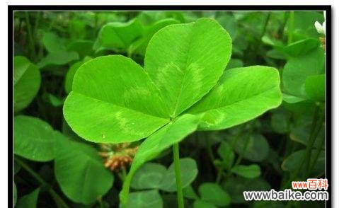 探索四叶草在爱情中的象征意义 四叶草的爱情寓意