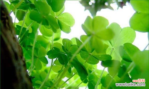 探索四叶草在爱情中的象征意义 四叶草的爱情寓意