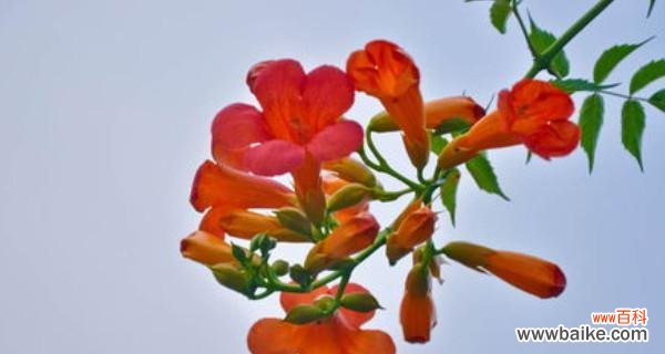 凌霄花花语的象征与寓意 凌霄花花语——绽放生命的勇气