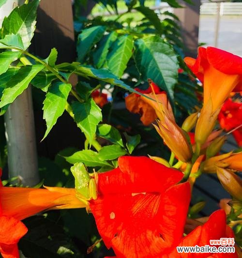 凌霄花花语的象征与寓意 凌霄花花语——绽放生命的勇气