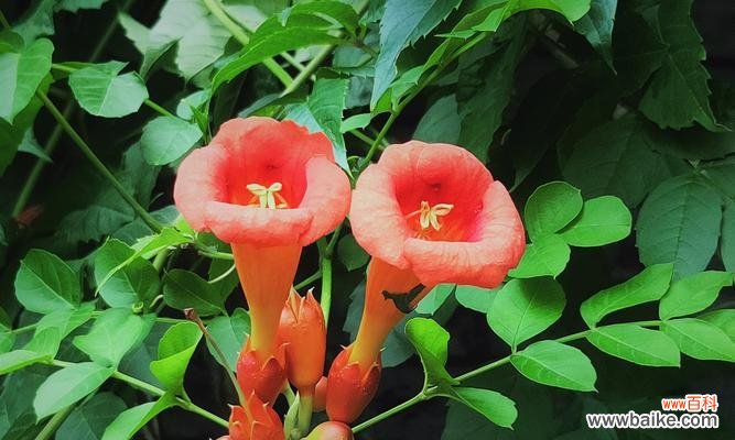 凌霄花花语的象征与寓意 凌霄花花语——绽放生命的勇气