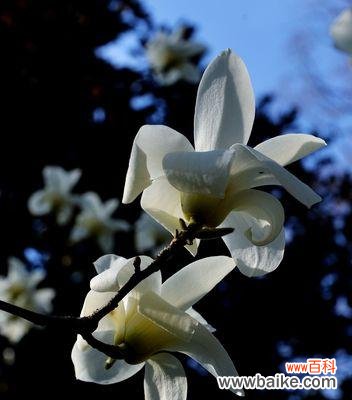 寓意悠长的白玉兰花 白玉兰——纯洁与坚强的象征