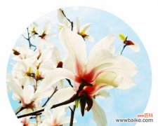 寓意悠长的白玉兰花 白玉兰——纯洁与坚强的象征