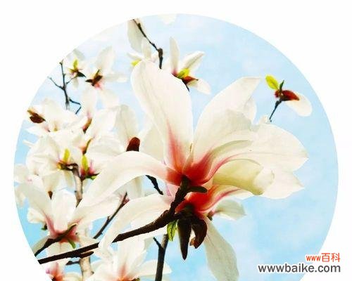 寓意悠长的白玉兰花 白玉兰——纯洁与坚强的象征