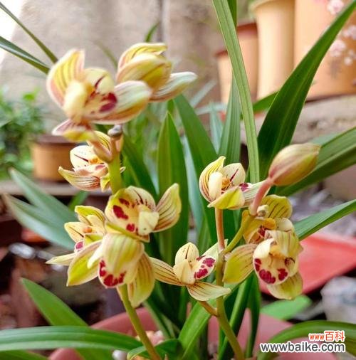 掌握这些关键 兰花栽培技巧详解