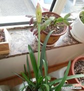 掌握这些关键 兰花栽培技巧详解