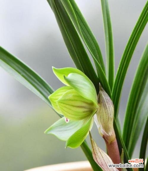 掌握这些关键 兰花栽培技巧详解