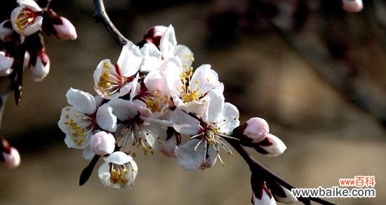 杏花的美丽与祝福 杏花花语与其代表意义