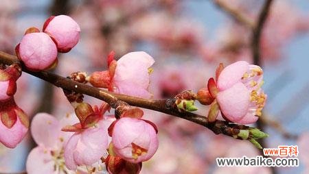 杏花的美丽与祝福 杏花花语与其代表意义