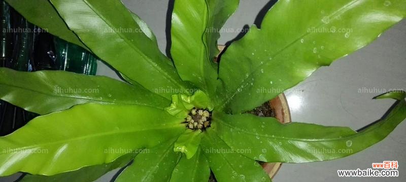 揭开鸟巢蕨的传奇之旅 鸟巢蕨