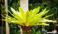 揭开鸟巢蕨的传奇之旅 鸟巢蕨