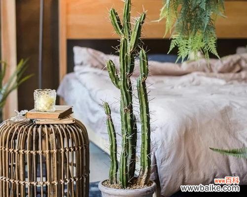 揭秘男性特质背后的植物世界 男人的象征植物——勇猛之树