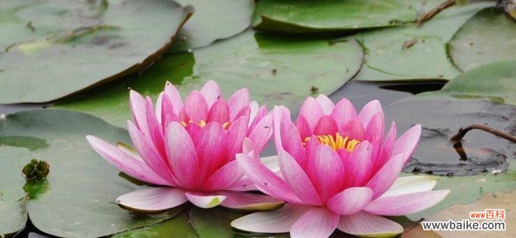 以不同颜色揭示花朵的情感世界 睡莲的花语与寓意