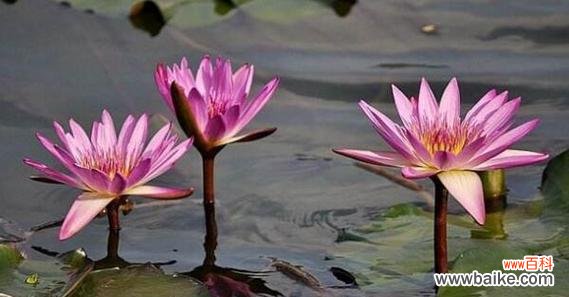 以不同颜色揭示花朵的情感世界 睡莲的花语与寓意